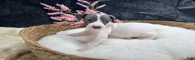 Italian Greyhound 6
