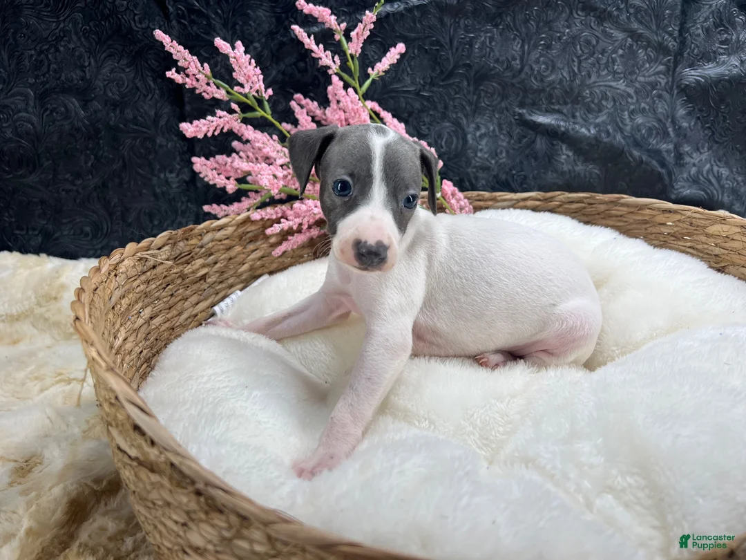 Italian Greyhound dogs for sale: Italian Greyhound 6 - Ad 1