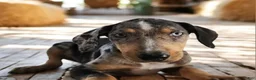 Catahoula Leopard Dog dogs for sale: Jesse 2026 F3 - Ad 6