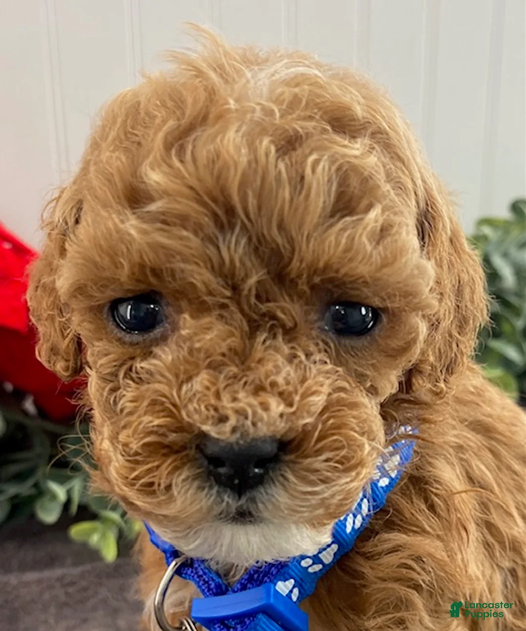 Toy Poodle dogs for sale: Jimmy-tiny - Ad 3