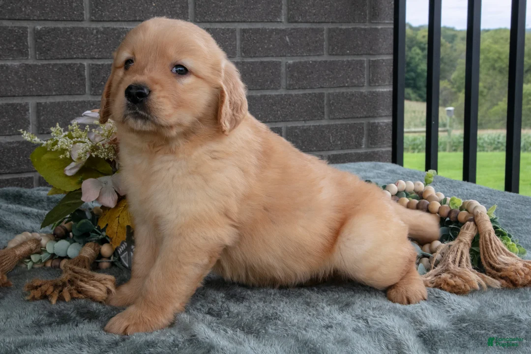 Golden Retriever dogs for sale: Enzo - Ad 3
