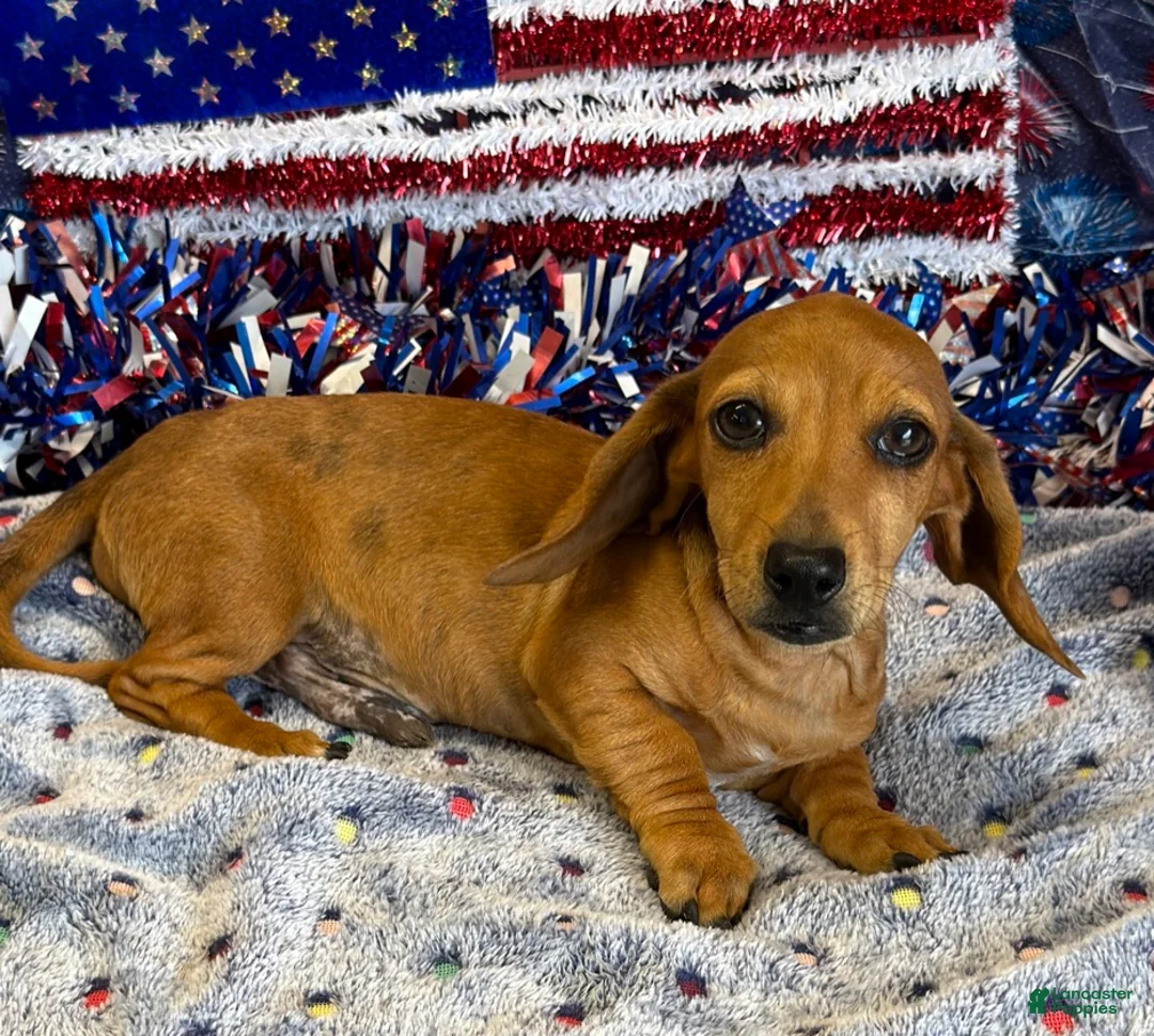 Miniature Dachshund dogs for sale: Ellis - Ad 2