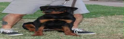 Rottweiler dogs for sale: Rottweiler 1 - Ad 5