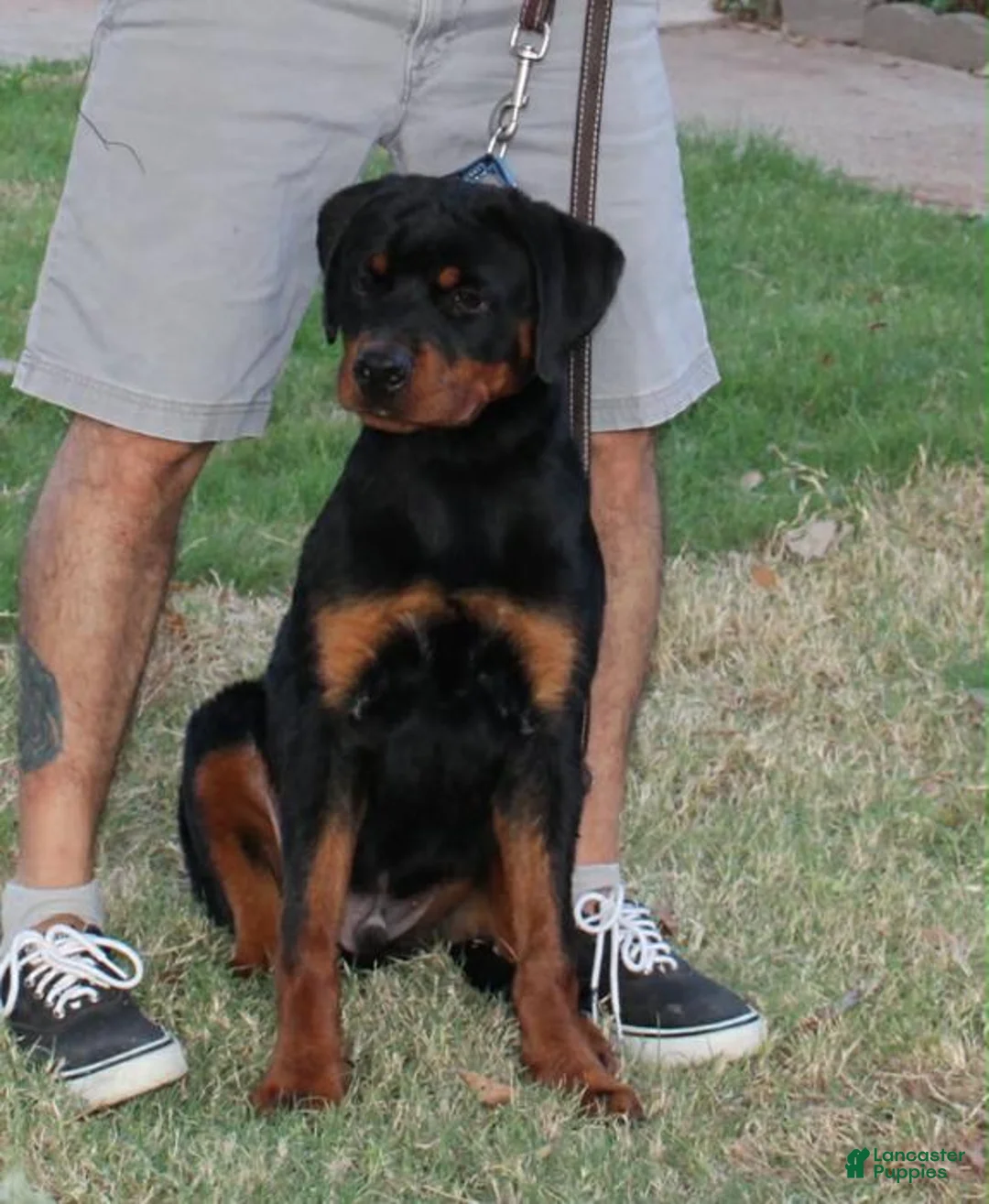 Rottweiler dogs for sale: Rottweiler 1 - Ad 5