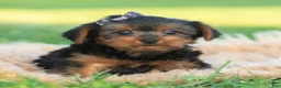 Yorkshire Terrier dogs for sale: Rowan - Ad 1