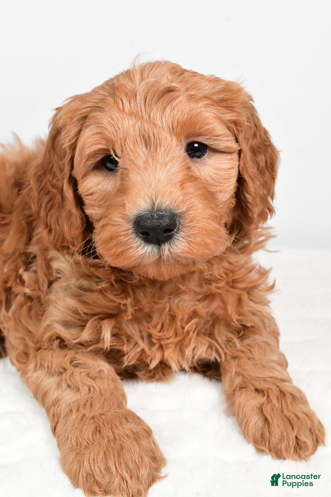 Mini Goldendoodle dogs for sale: Buster - Ad 5
