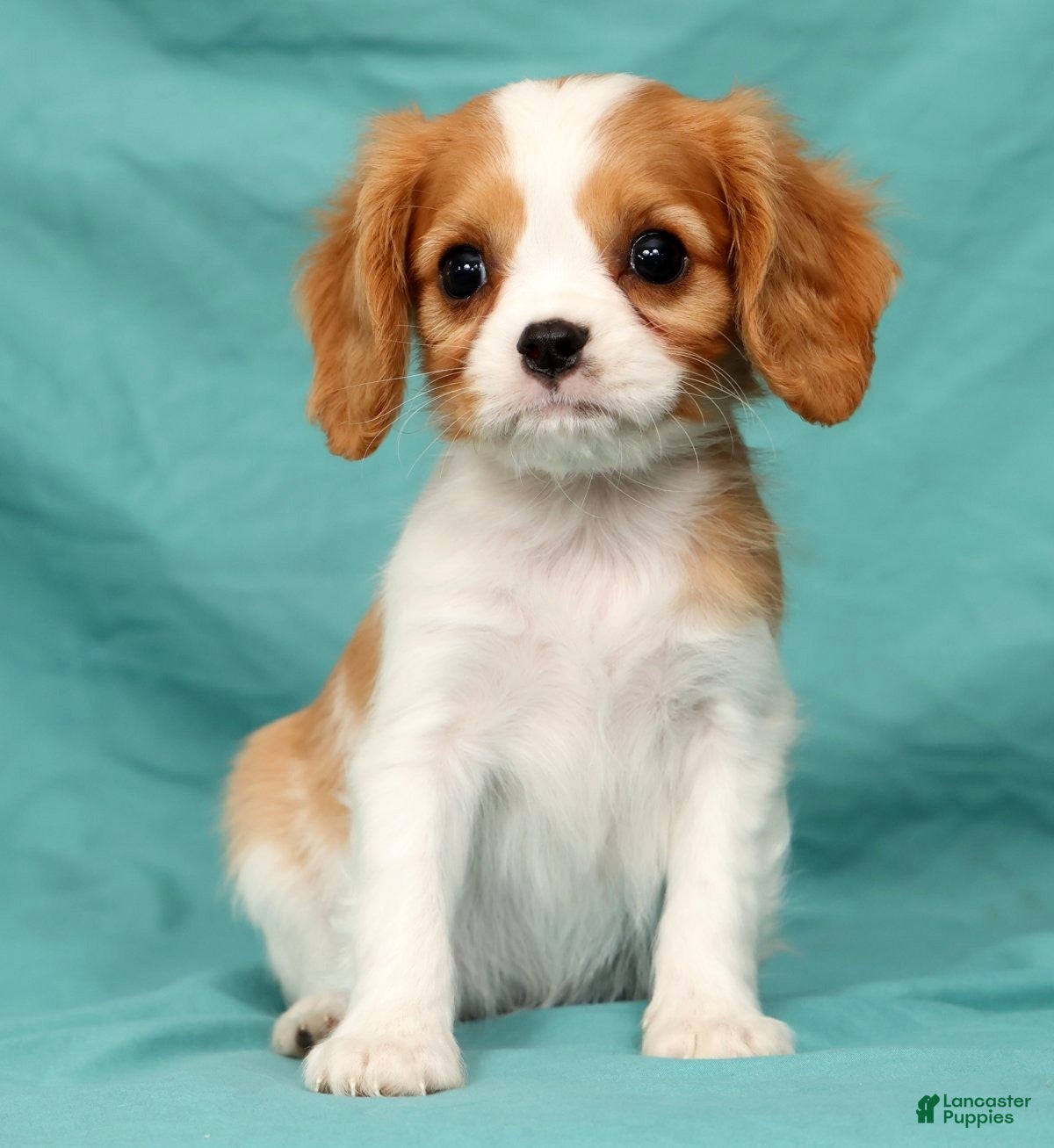 Cavalier King Charles Spaniel dogs Natasha - Ad 1