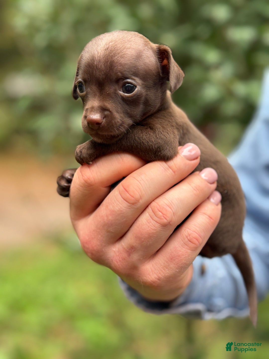 Mixed Breed dogs for sale: Cleopatra  - Ad 35