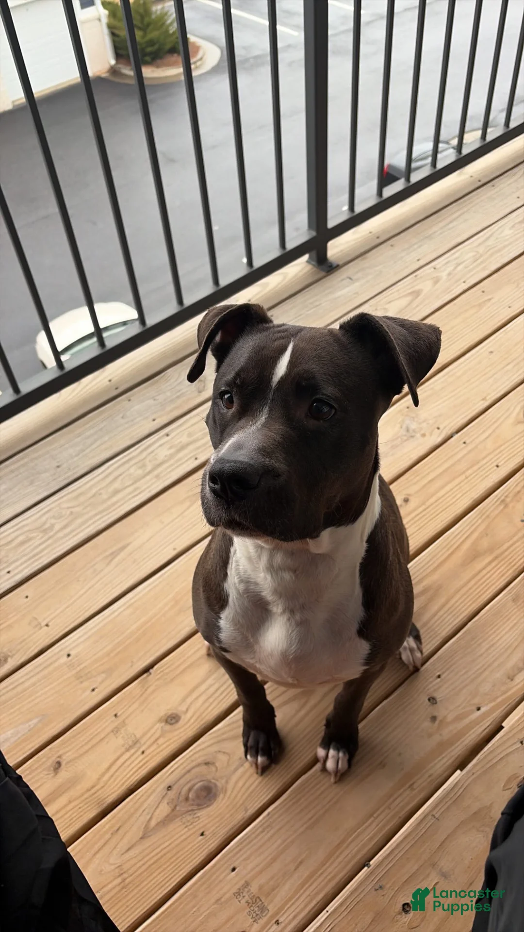 American Pit Bull Terrier dogs for sale: American Pit Bull Terrier Puppy 1 - Ad 2