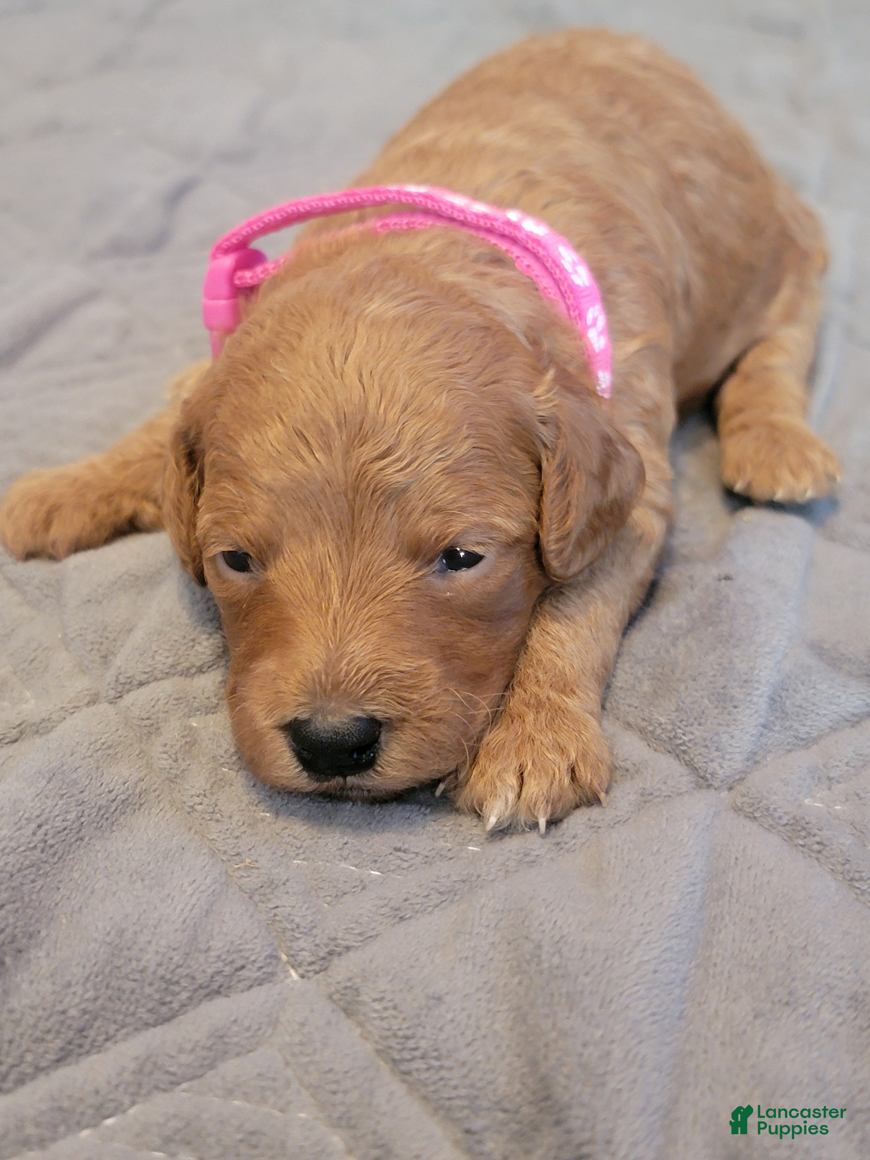 Mini Goldendoodle dogs ivy - Ad 2