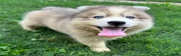 Siberian Husky dogs for sale: ROBBIE - Ad 3