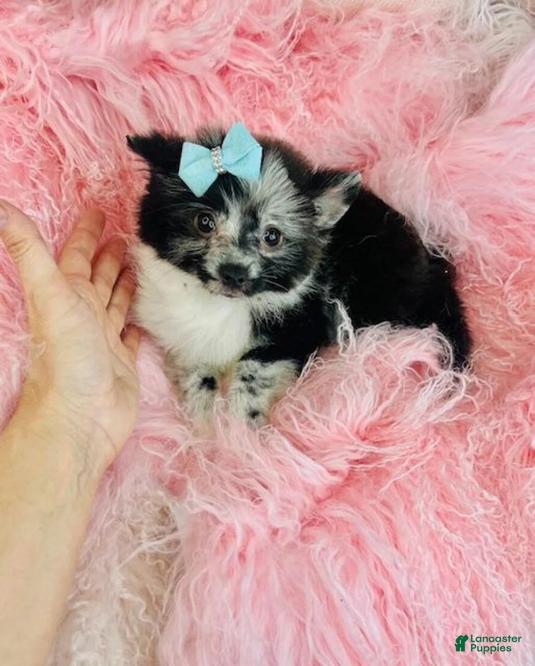 Pomeranian dogs for sale: Pomeranian Puppy 1 - Ad 2