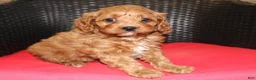 Cavapoo dogs for sale: Teddy - Ad 7
