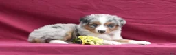 Miniature Australian Shepherd dogs for sale: London - Ad 12