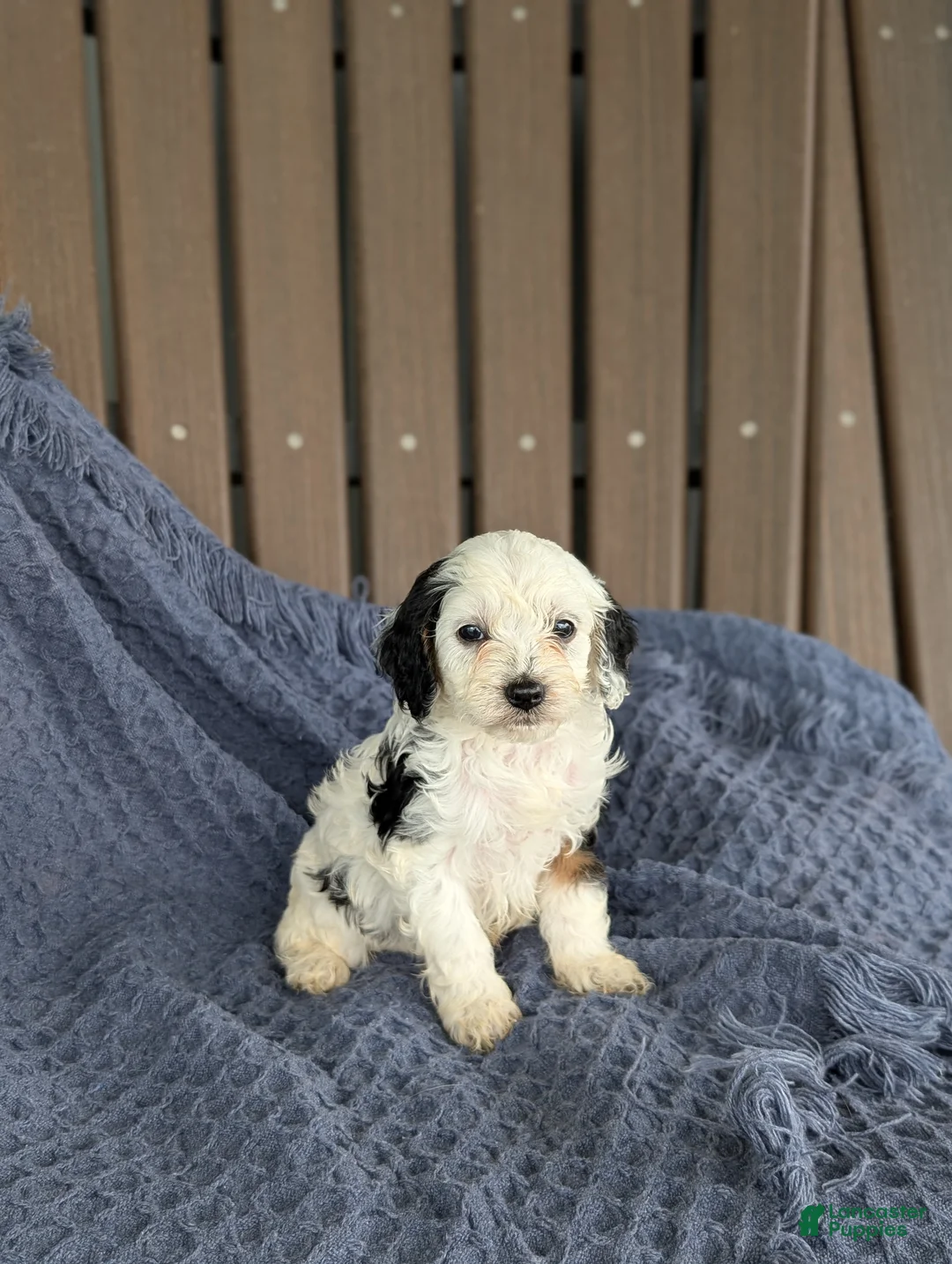 Cavapoo dogs for sale: Colin  - Ad 1
