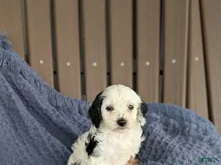 Cavapoo dogs for sale: Colin - Ad 2