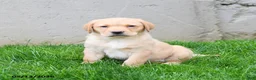 Labrador Retriever dogs for sale: Ellie - Ad 3