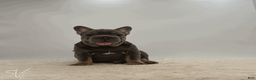 French Bulldog dogs for sale: Baxter - Ad 3