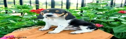 Beagle dogs for sale: Hank - Ad 4