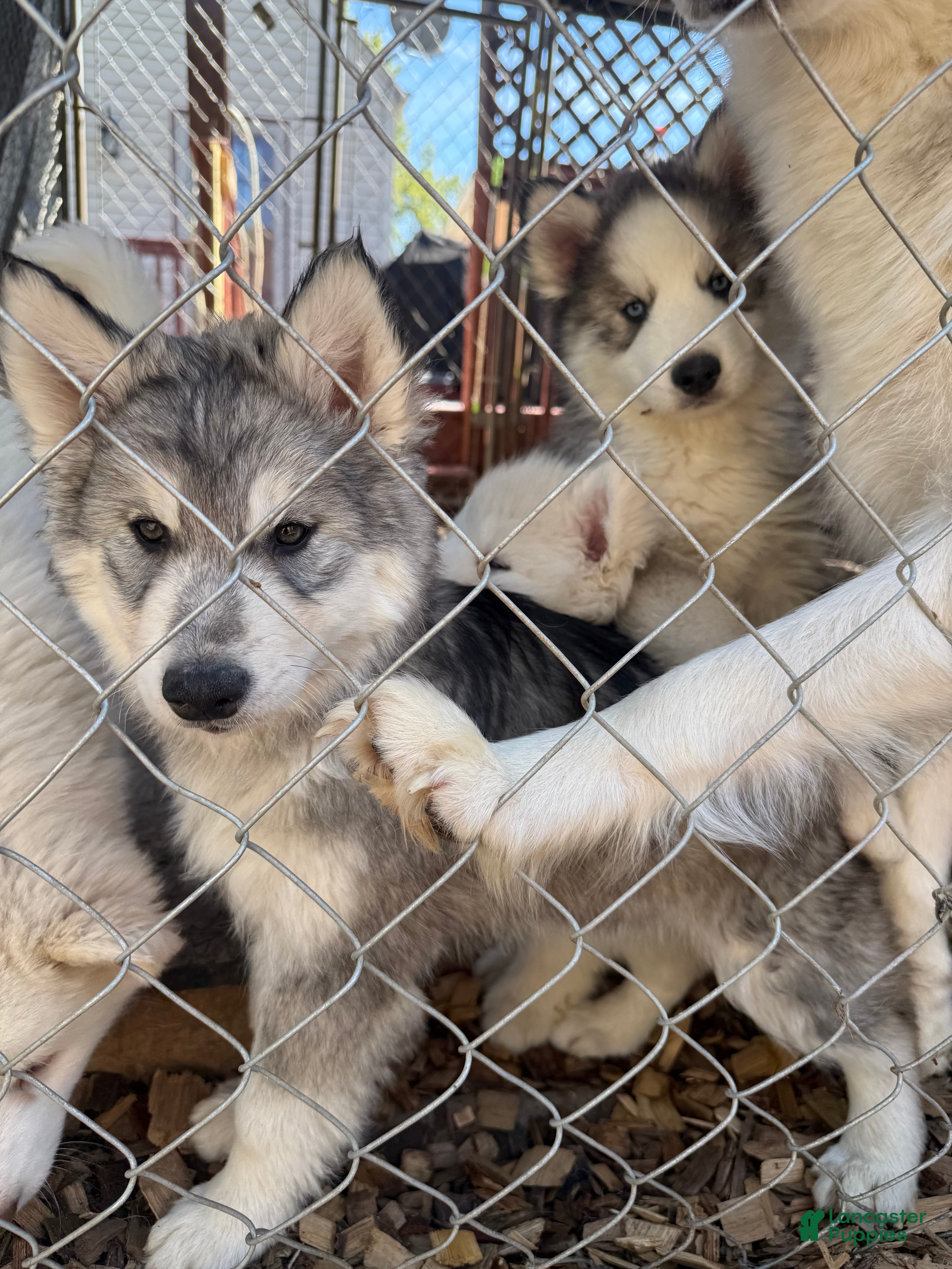Siberian Husky dogs Storm - Ad 21