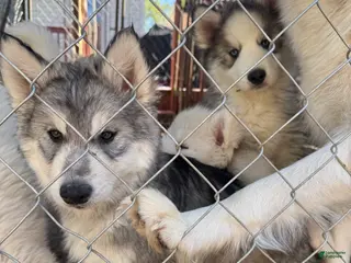 Siberian Husky dogs Storm - Ad 21