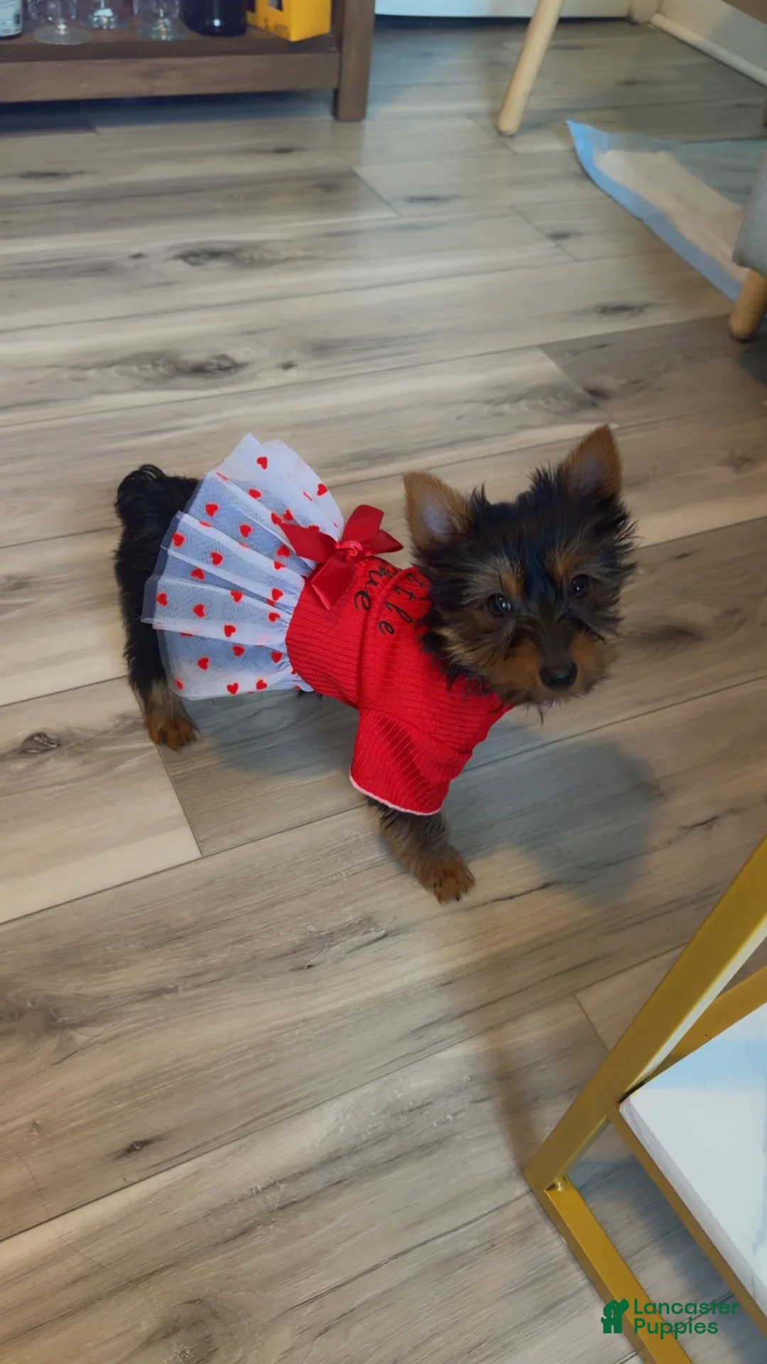 Yorkshire Terrier dogs for sale: Yorkshire Terrier Puppy 1 - Ad 1