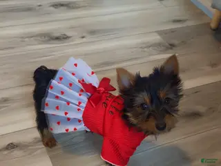 Yorkshire Terrier dogs Yorkshire Terrier Puppy 1 - Ad 6