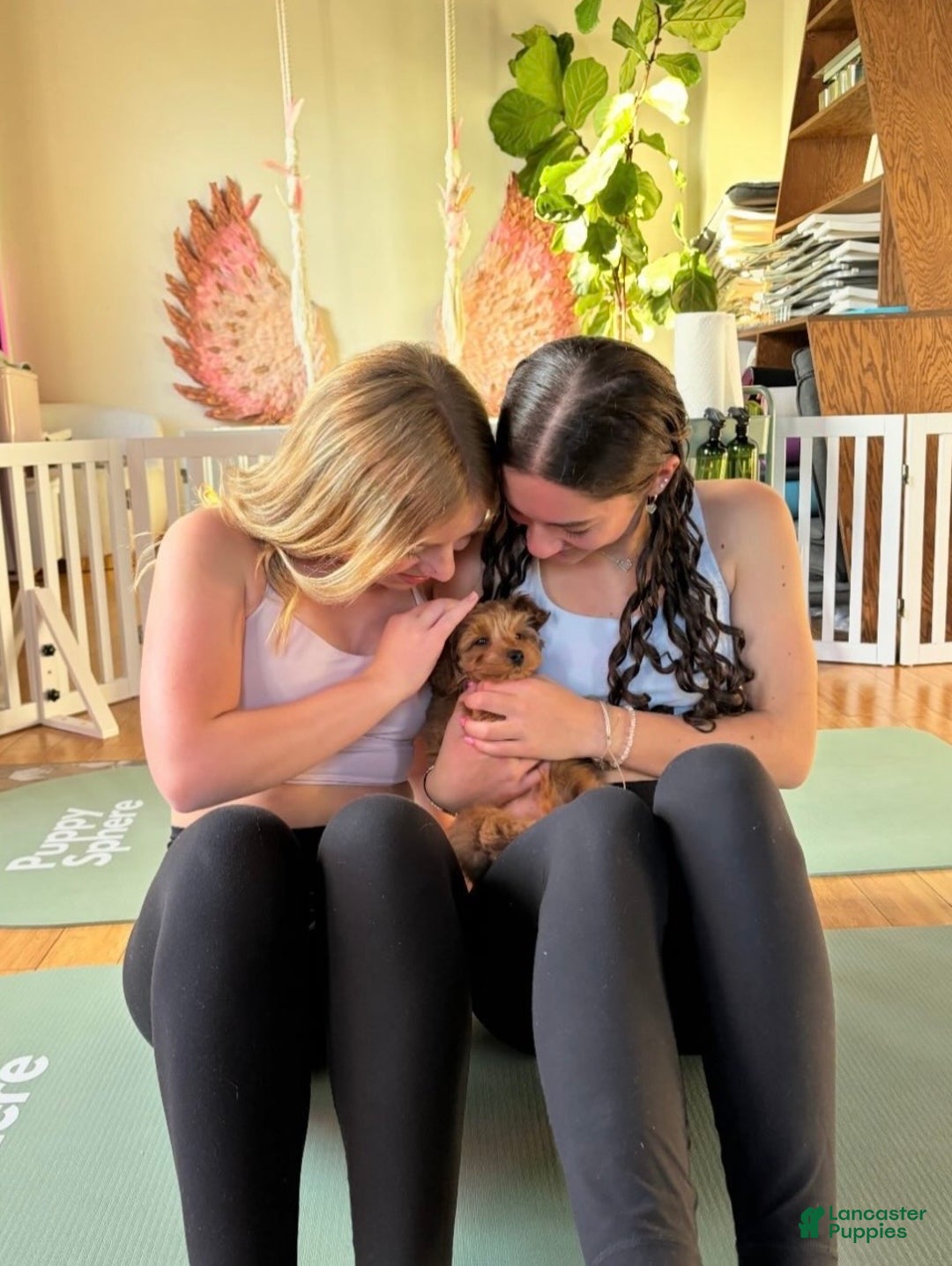 Cockapoo dogs for sale: ⭐️Cooper – The Golden Boy of the Litter 🐾🧡 - Ad 3