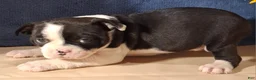 Miniature Dachshund dogs for sale: Allie - Ad 1