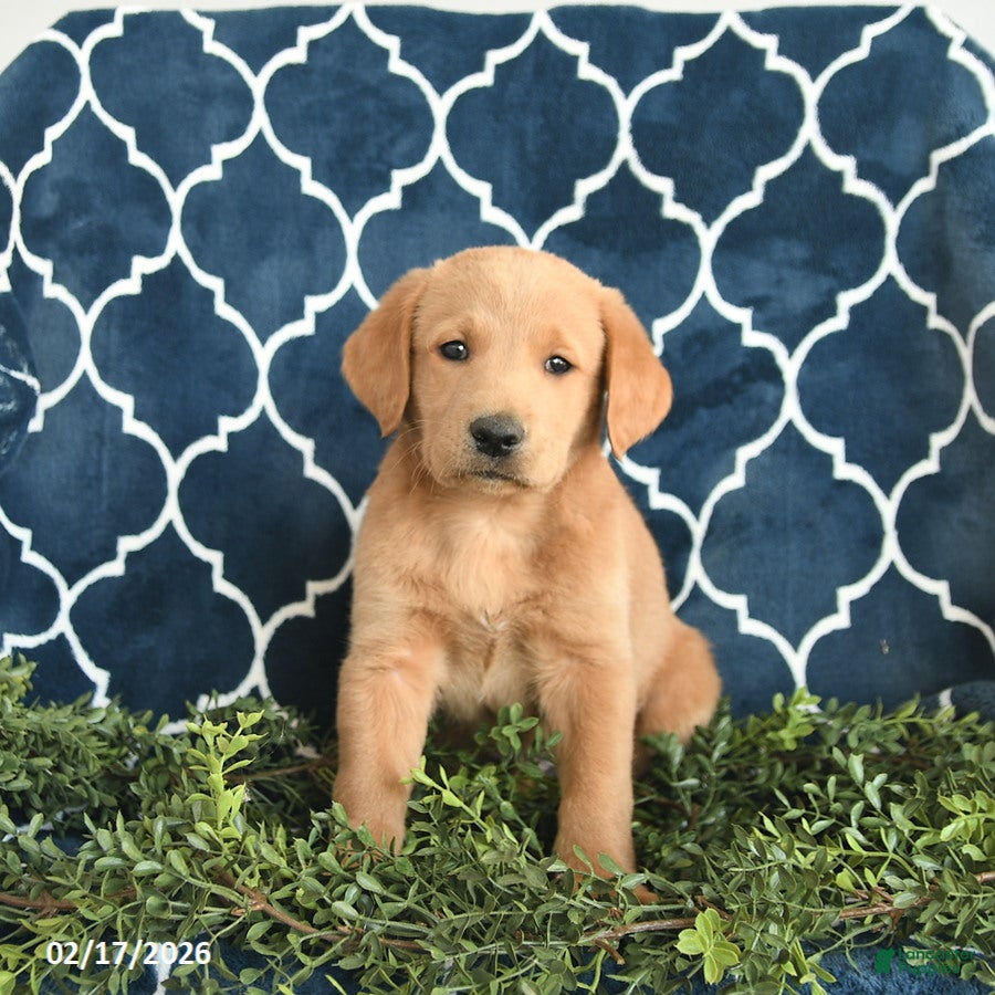 Labradoodle dogs Bingley  - Ad 1