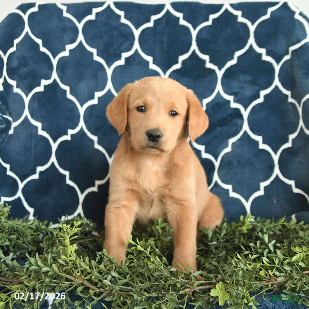 Labradoodle dogs for sale: Bingley  - Ad 1