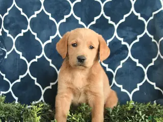 Labradoodle dogs for sale: Bingley - Ad 2