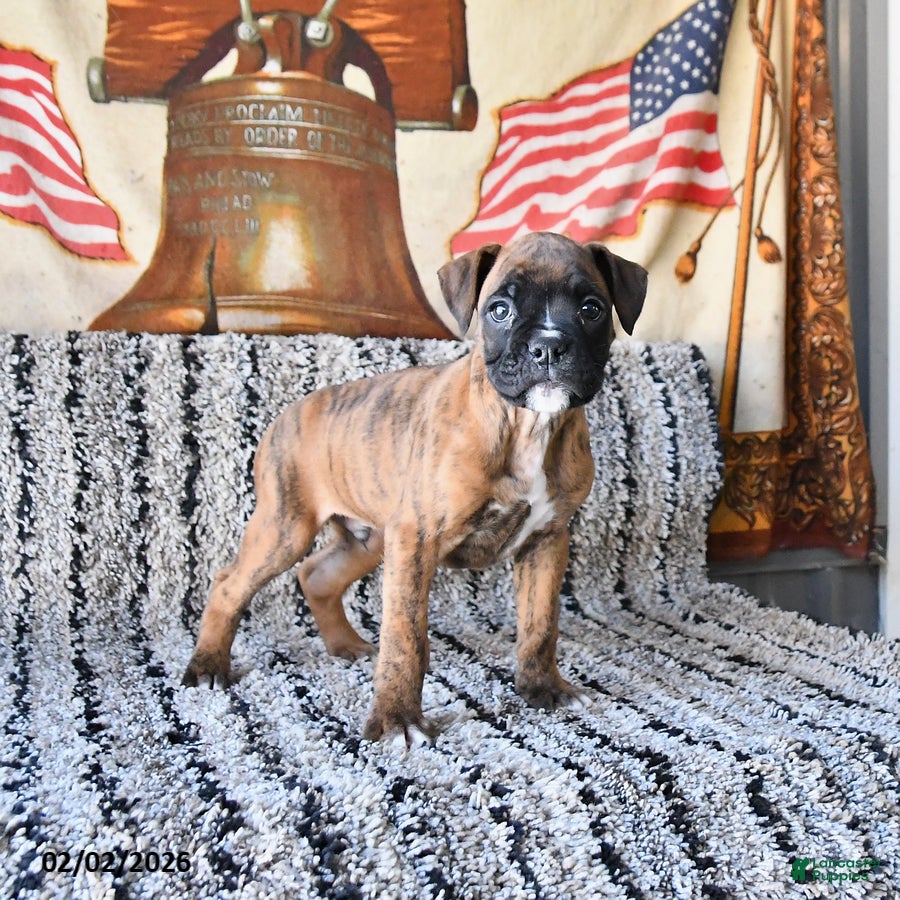 Boxer dogs Buster - Ad 29