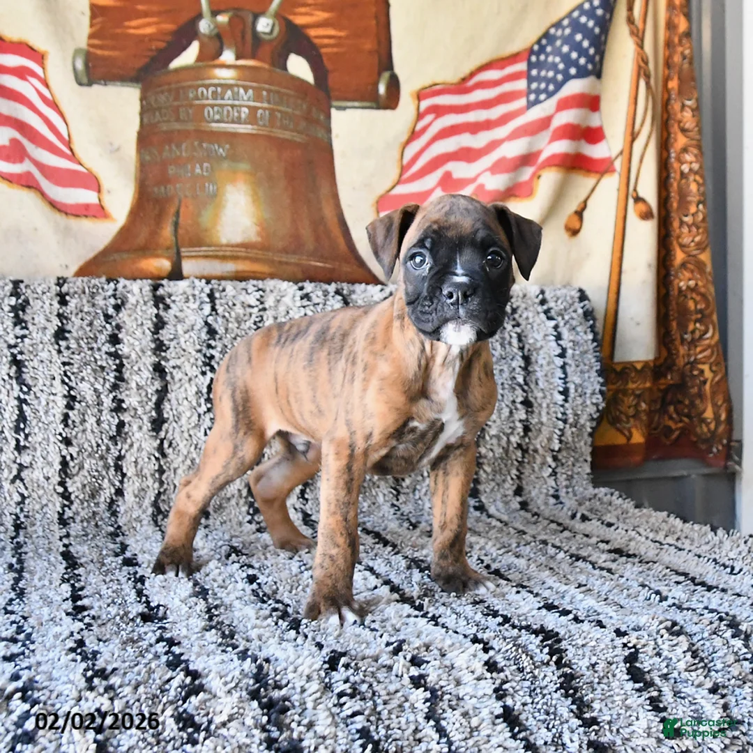 Boxer dogs for sale: Buster - Ad 1