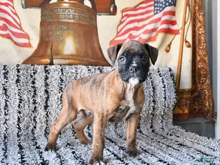 Boxer dogs Buster - Ad 29