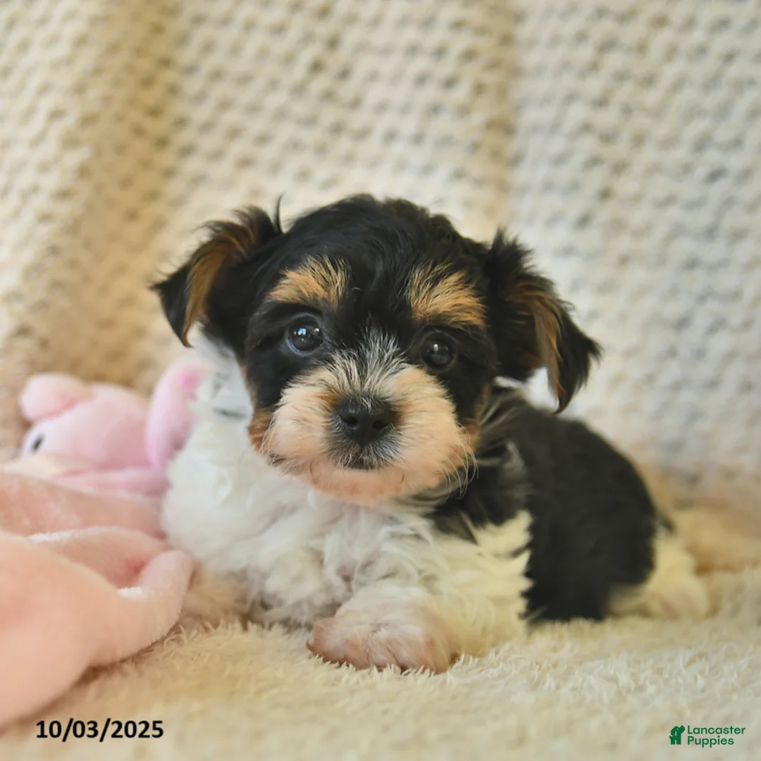 Yorkshire Terrier dogs for sale: Domino - Ad 23