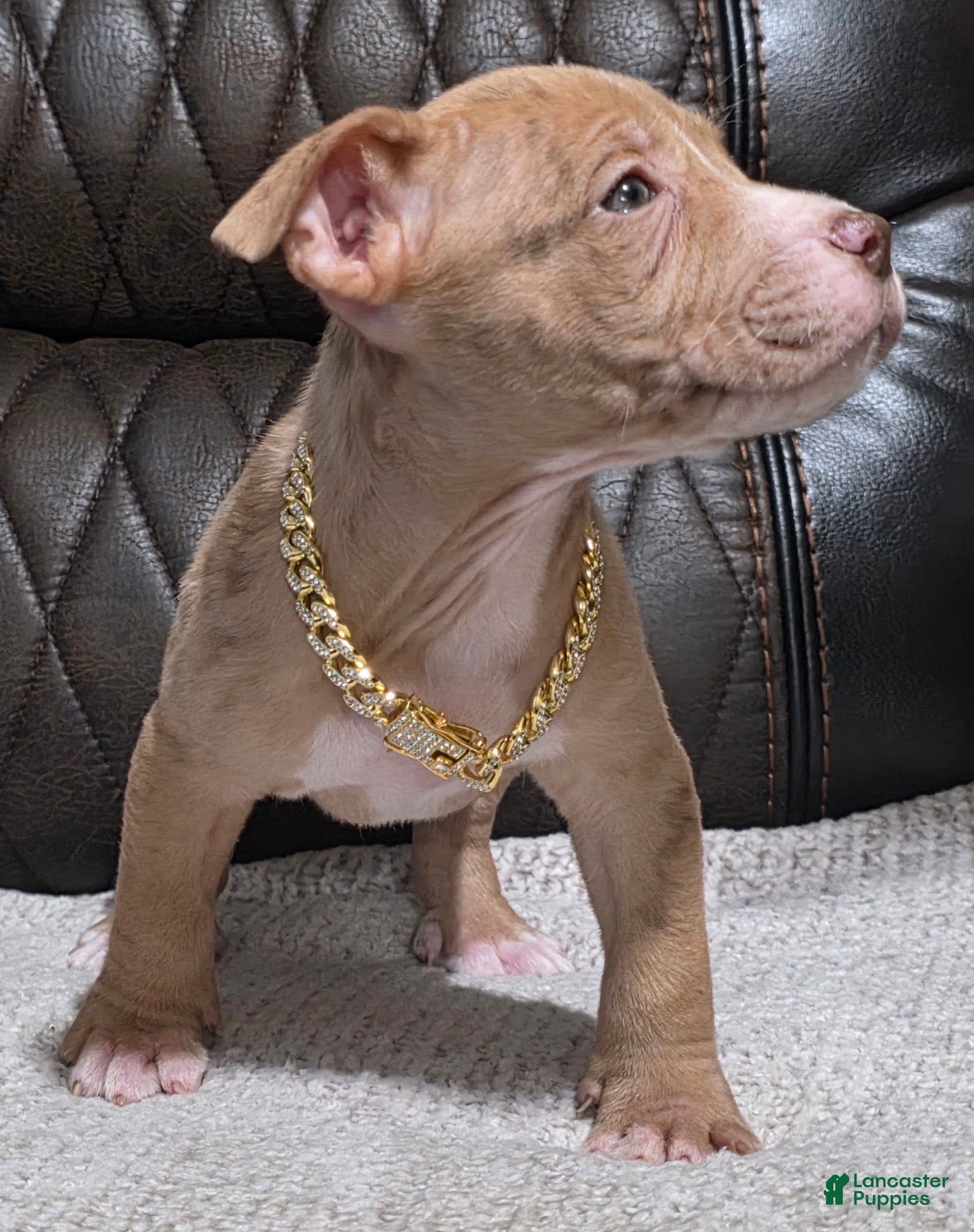 American Pit Bull Terrier dogs Zya - Ad 2