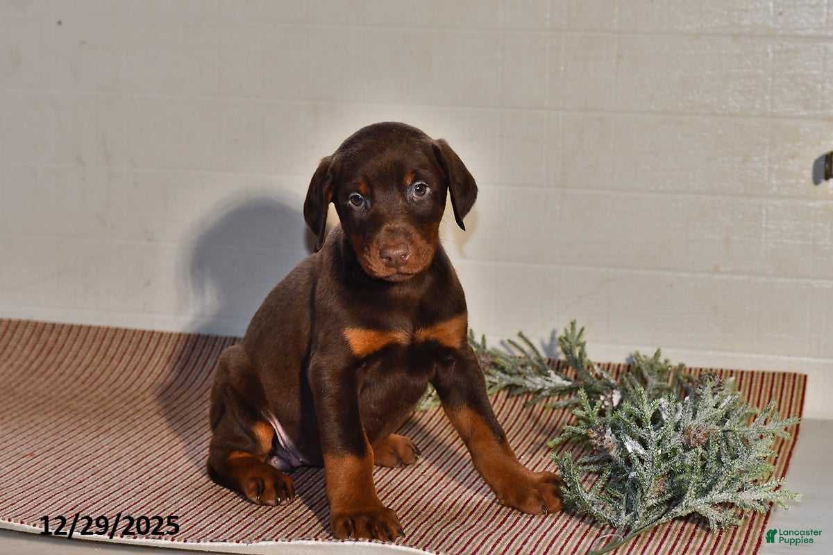 Doberman Pinscher dogs Bella   - Ad 39