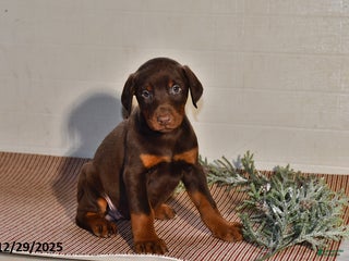 Doberman Pinscher dogs Bella - Ad 39