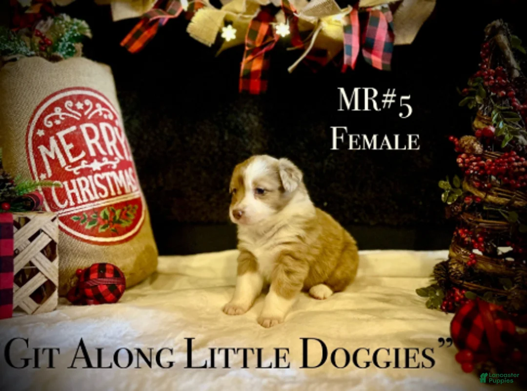 Australian Shepherd dogs for sale: MR#5 - Ad 3