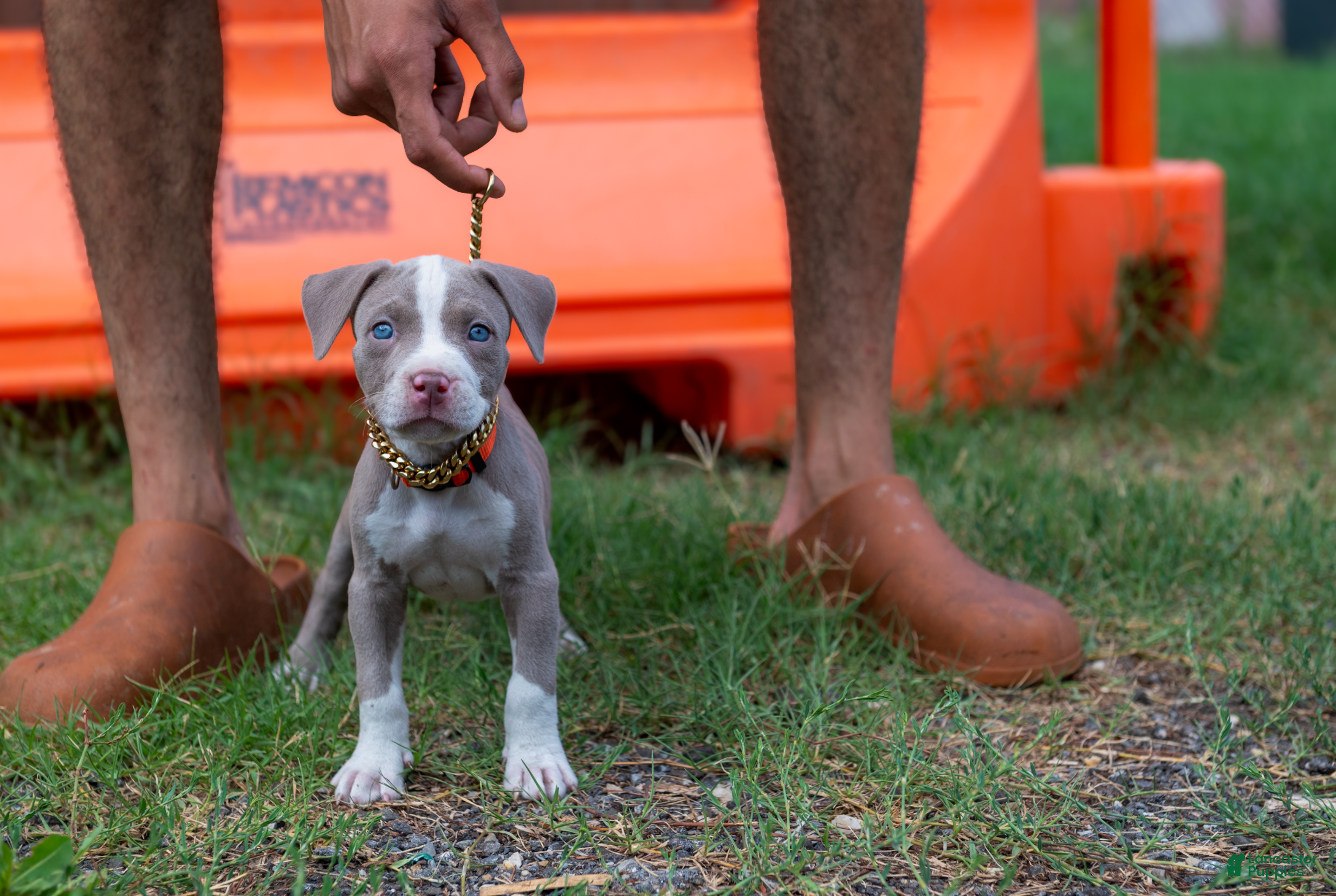 American Bully dogs for sale: American Bully 4 - Ad 3