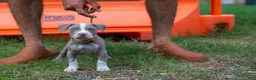 American Bully dogs for sale: American Bully 4 - Ad 1