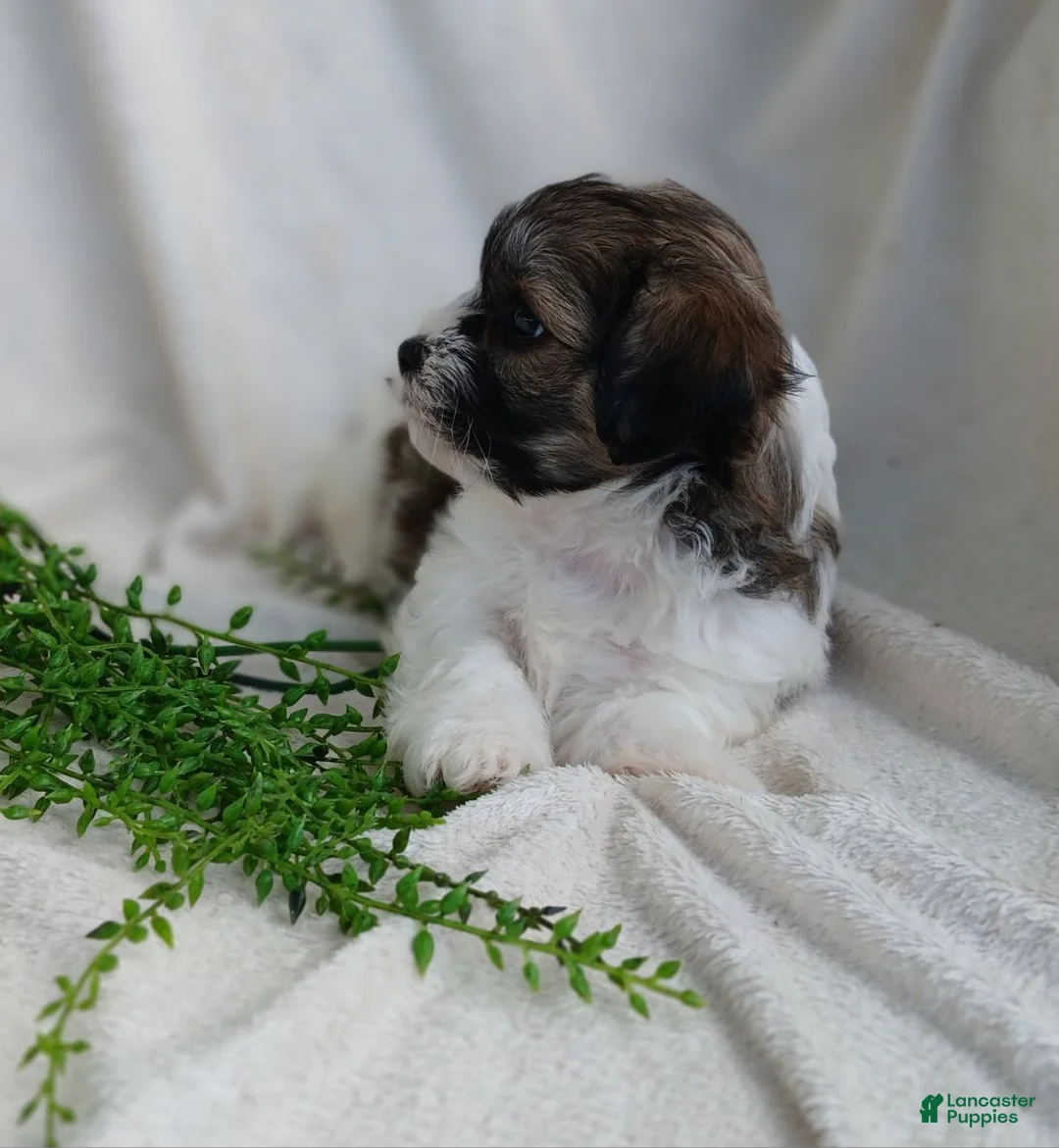 Teddy Bear dogs for sale: Dustin - Ad 11