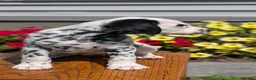 Dalmatian dogs for sale: Callie - Ad 6