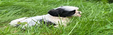 Shih Tzu 9