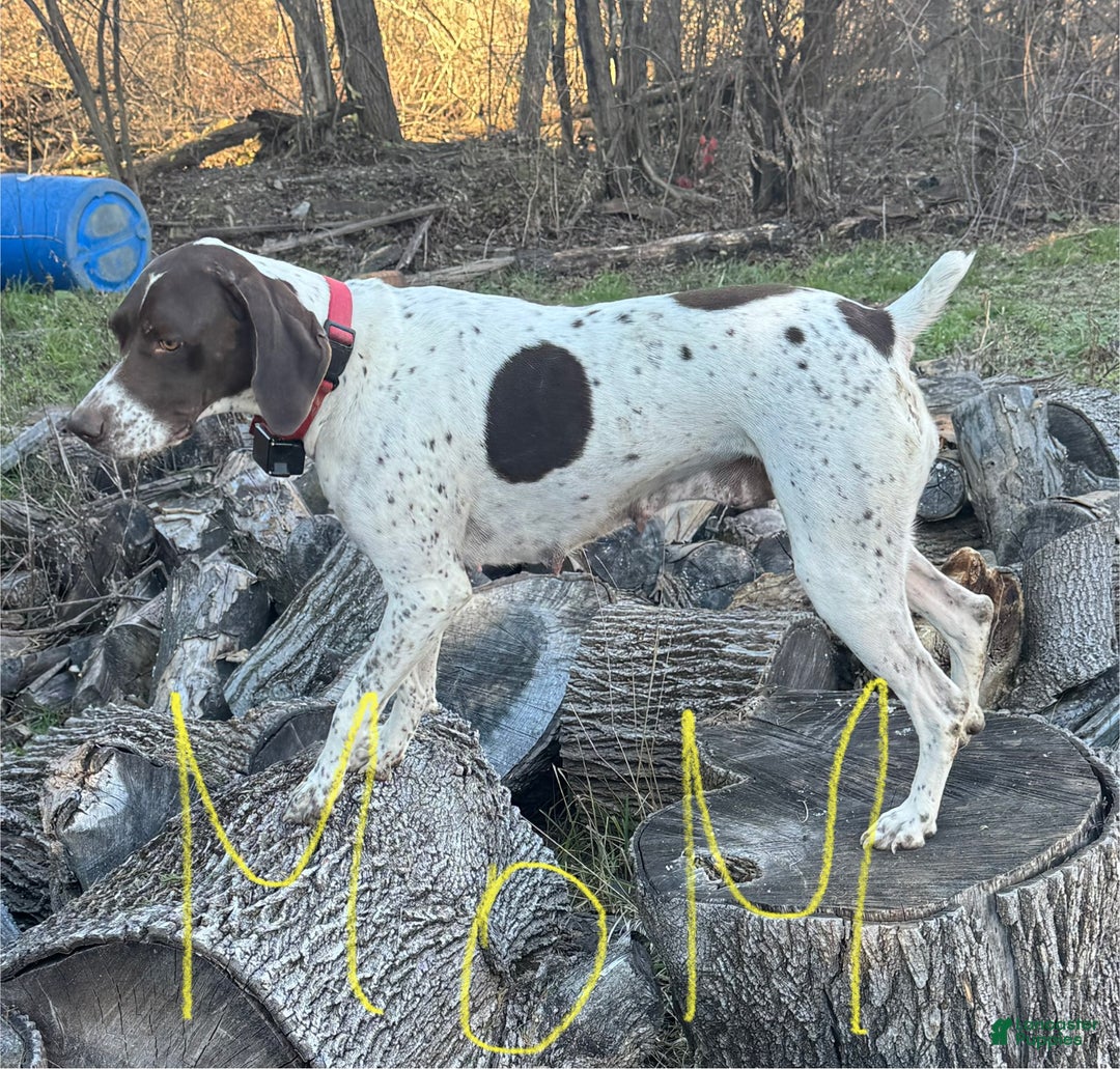 German Shorthaired Pointer dogs for sale: German Shorthaired Pointer Puppy 6 - Ad 2