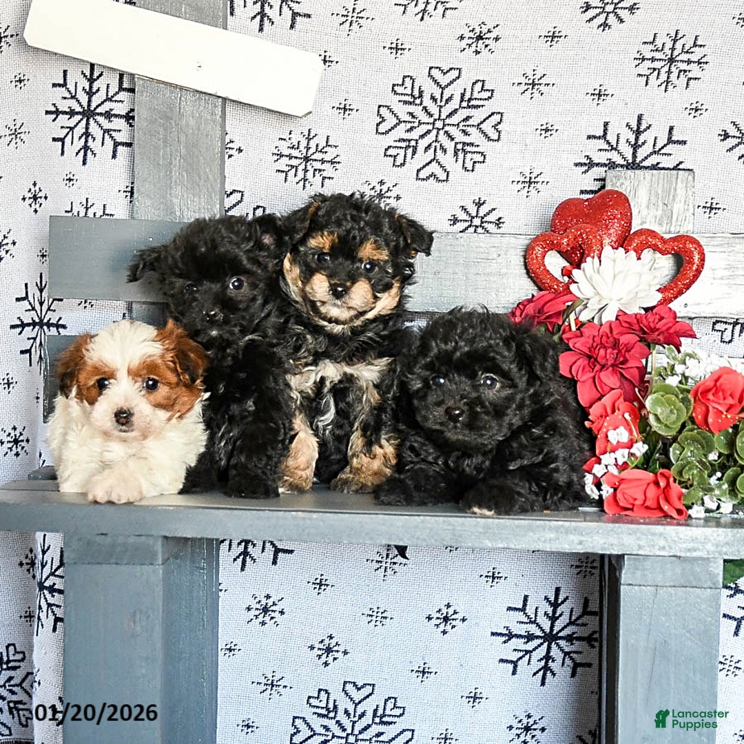 Havapoo dogs for sale: Roscoe - Ad 5