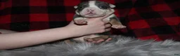 American Bully dogs for sale: Lynx  - Ad 7