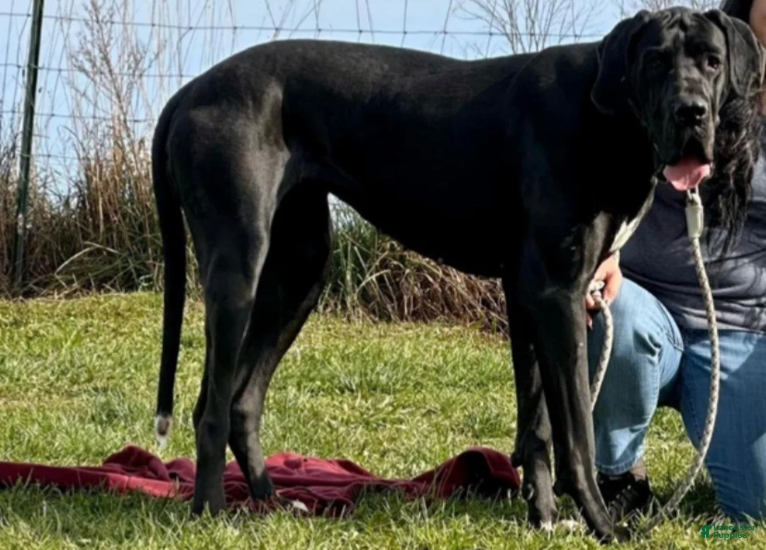 Great Dane dogs for sale: Flecher  - Ad 2