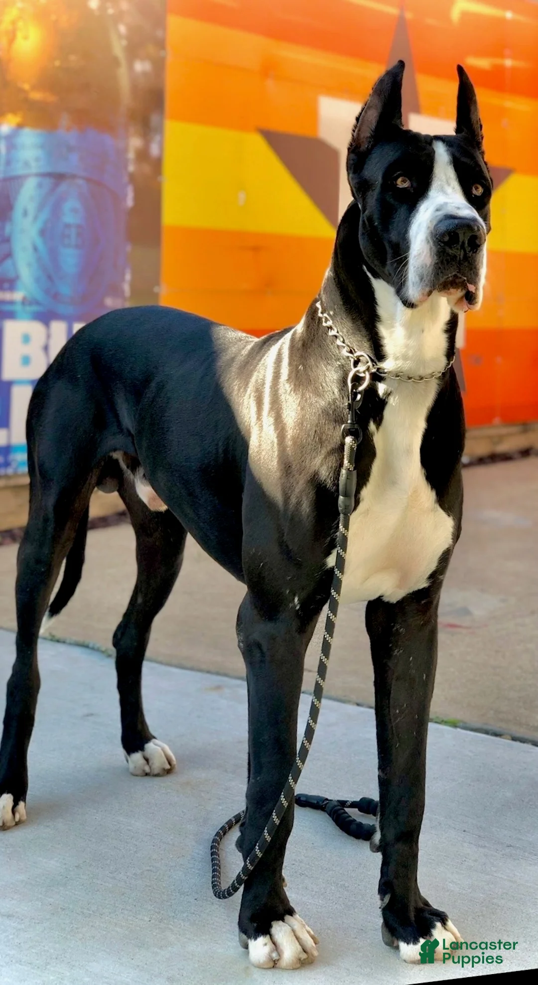Great Dane dogs for sale: Polo - Ad 4